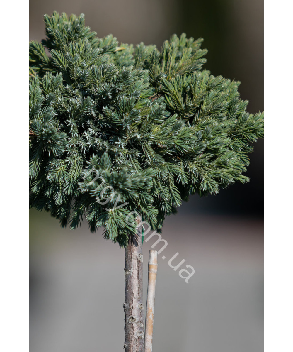 Ялівець Лускатий 'Блу Стар'  (Juniperus Squamata Blue Star)