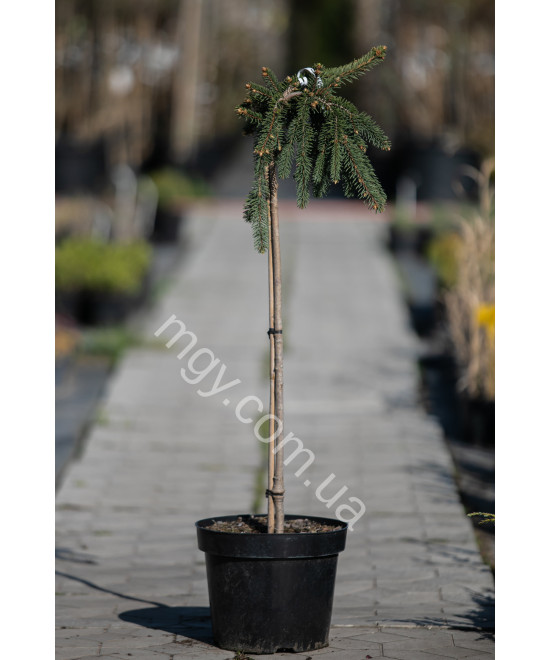 Ялина звичайна плакуча "Інверса" на штамбі(Picea abies "Inversa")