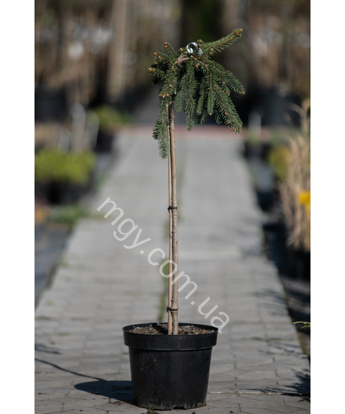 Ялина звичайна плакуча "Інверса" на штамбі(Picea abies "Inversa")