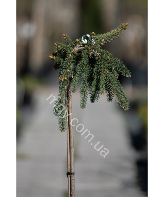 Ялина звичайна плакуча "Інверса" на штамбі(Picea abies "Inversa")