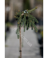 Ялина звичайна плакуча "Інверса" на штамбі(Picea abies "Inversa")