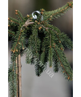 Ялина звичайна плакуча "Інверса" на штамбі(Picea abies "Inversa")