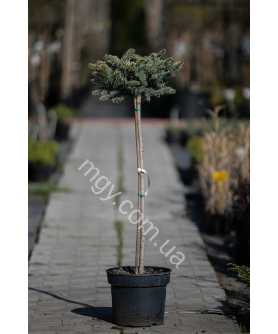 Ялина колюча "Глаука Глобоза"(Picea pungens "Glauca Globosa")