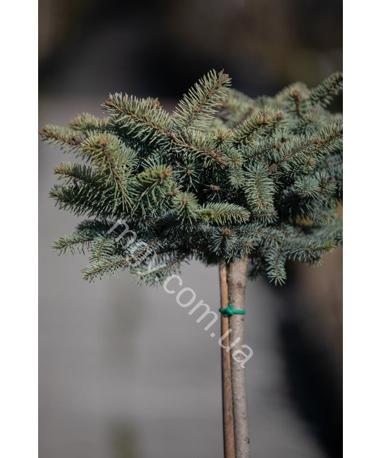 Ялина колюча "Глаука Глобоза"(Picea pungens "Glauca Globosa")