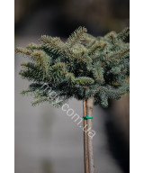 Ялина колюча "Глаука Глобоза"(Picea pungens "Glauca Globosa")
