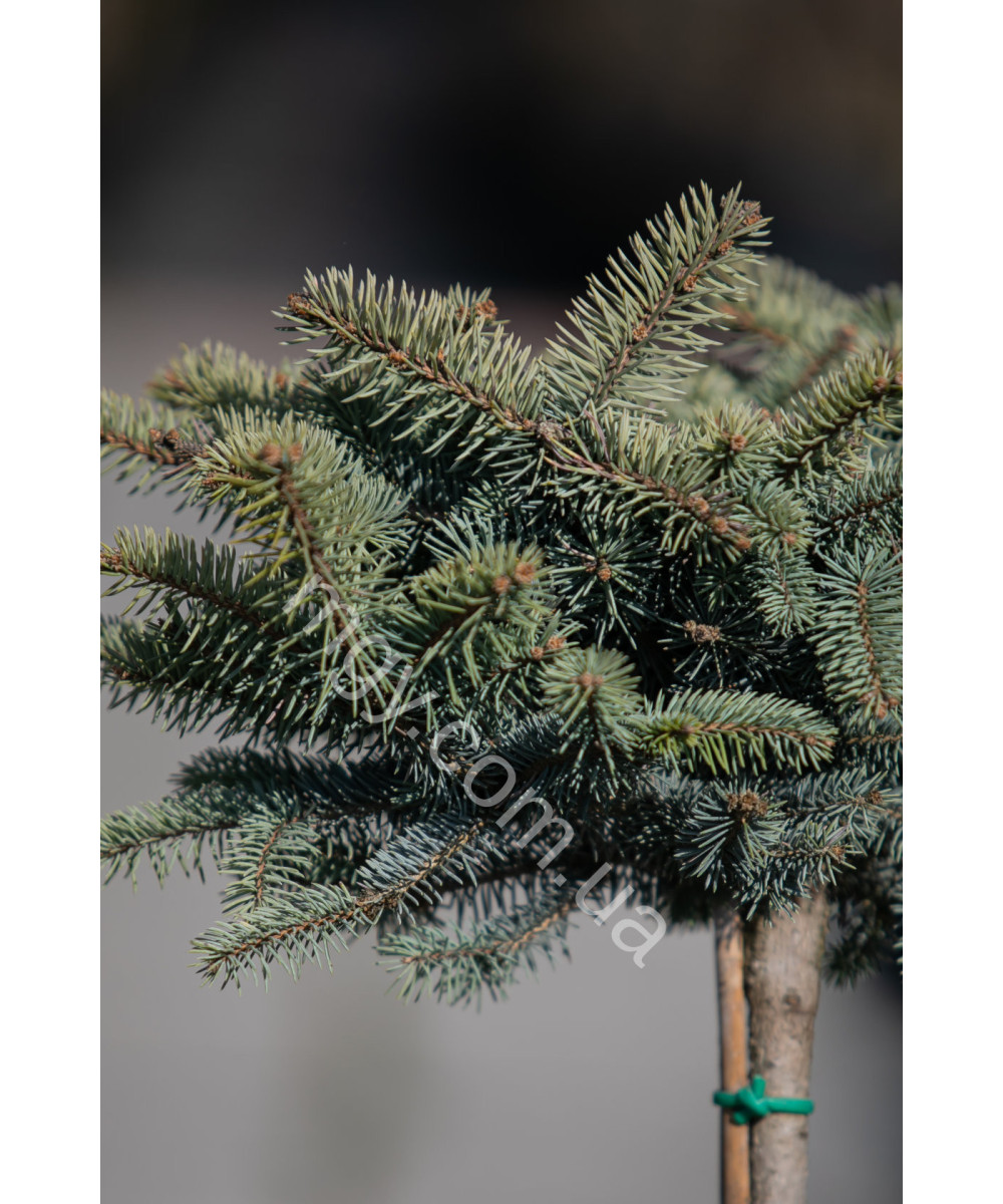 Ялина колюча "Глаука Глобоза"(Picea pungens "Glauca Globosa")