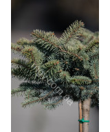 Ялина колюча "Глаука Глобоза"(Picea pungens "Glauca Globosa")