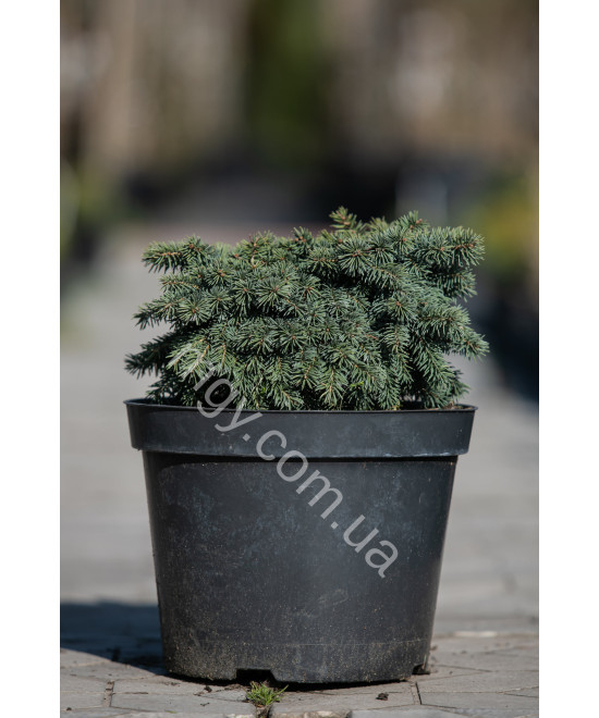 Ялина колюча Вальдбрун (Picea pungens Waldbrunn)