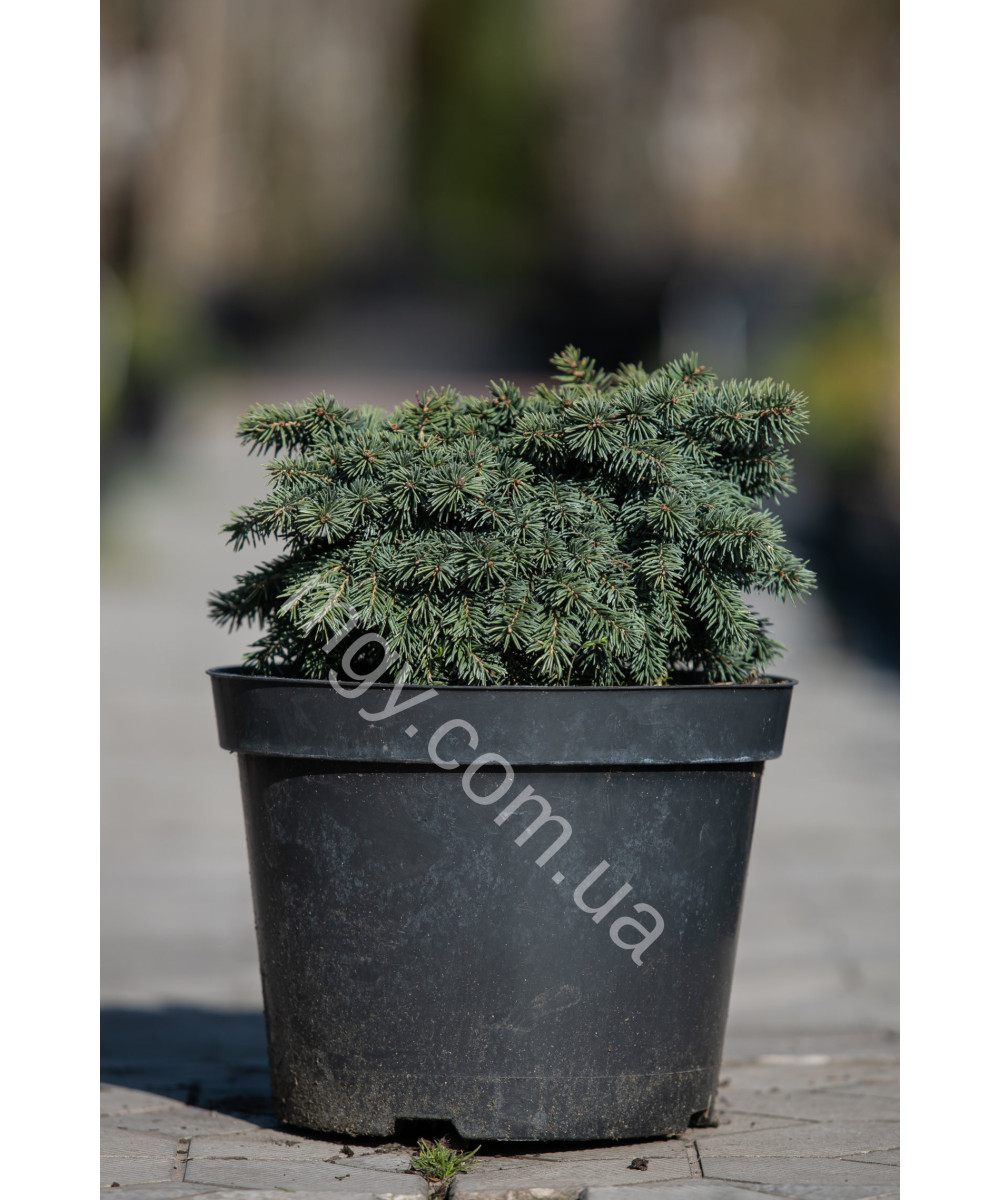 Ялина колюча Вальдбрун (Picea pungens Waldbrunn)