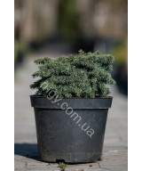 Ялина колюча Вальдбрун (Picea pungens Waldbrunn)