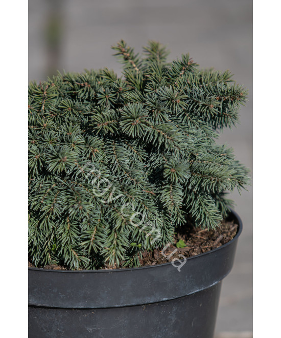 Ялина колюча Вальдбрун (Picea pungens Waldbrunn)