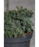 Ялина колюча Вальдбрун (Picea pungens Waldbrunn)