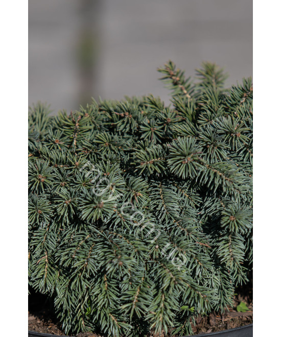 Ялина колюча Вальдбрун (Picea pungens Waldbrunn)