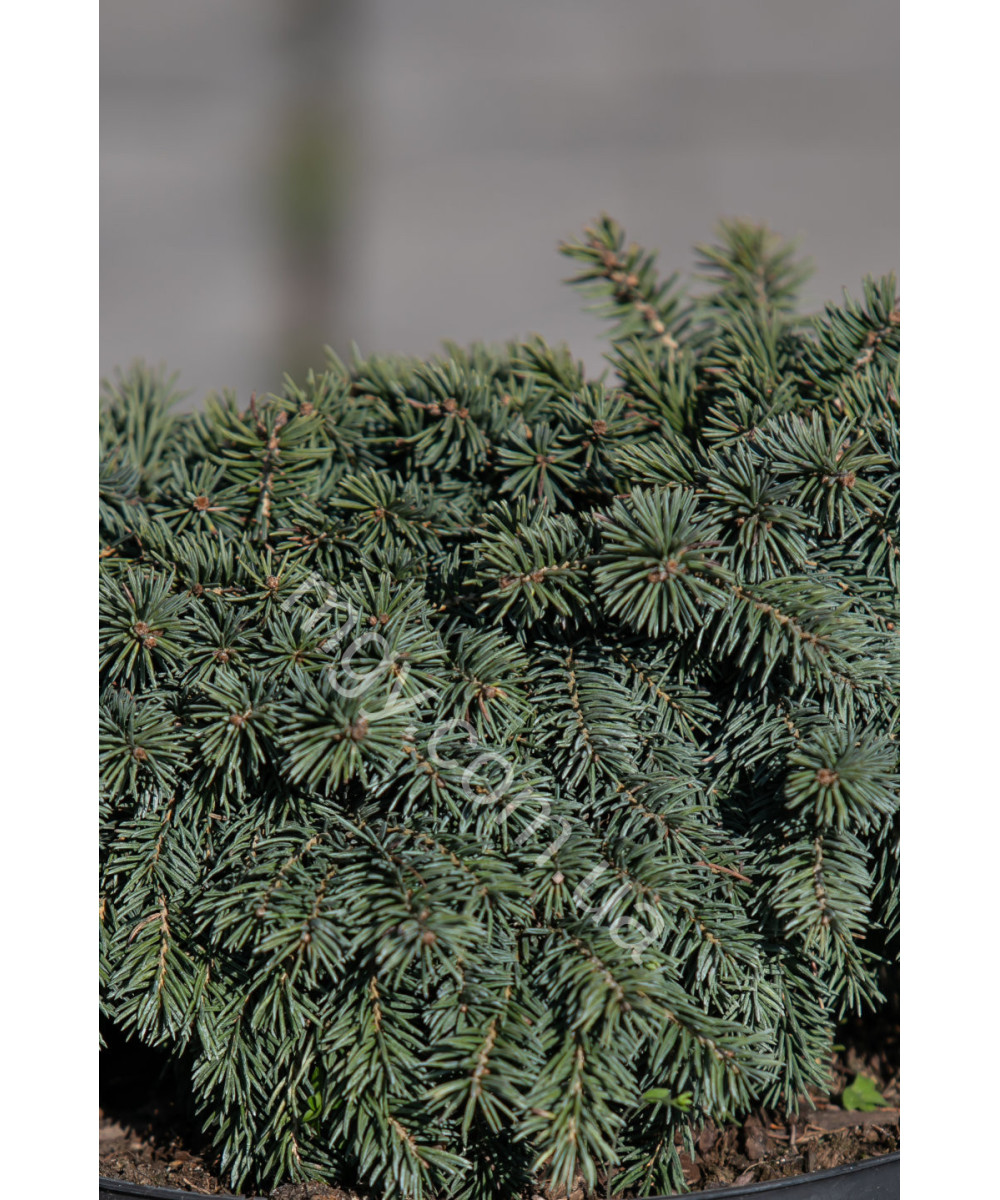 Ялина колюча Вальдбрун (Picea pungens Waldbrunn)