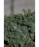 Ялина колюча Вальдбрун (Picea pungens Waldbrunn)