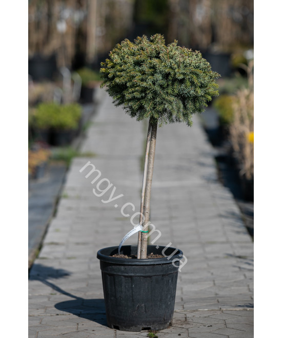 Ялина сербська Певе Тіджин на штамбі (Picea omorika Peve Tijn)