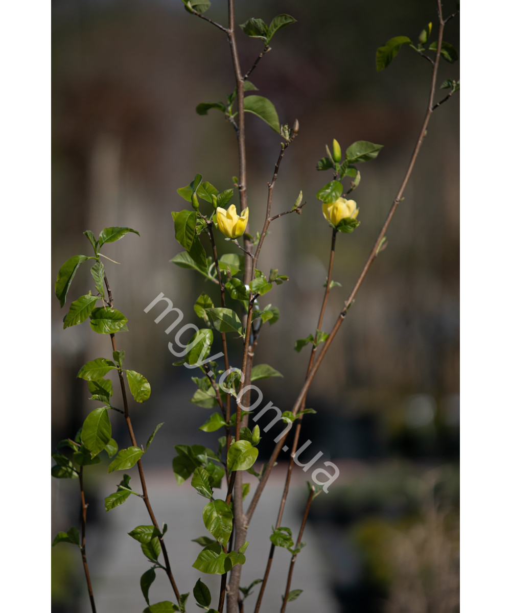 Магнолія бруклінська "Єллоу Берд" (Magnolia brooklynensis "Yellow Bird")