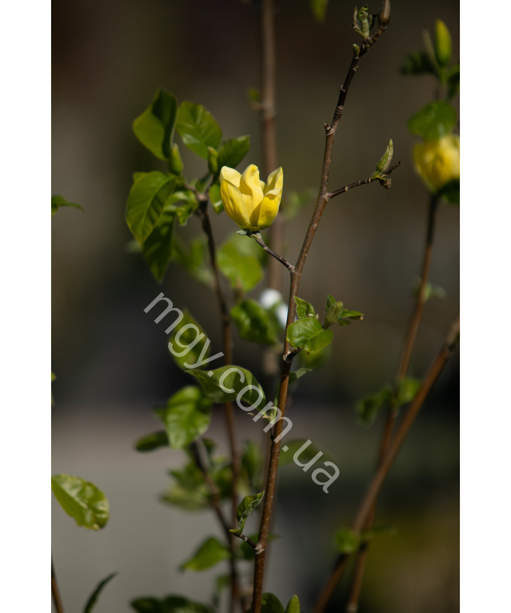 Магнолія бруклінська "Єллоу Берд" (Magnolia brooklynensis "Yellow Bird")