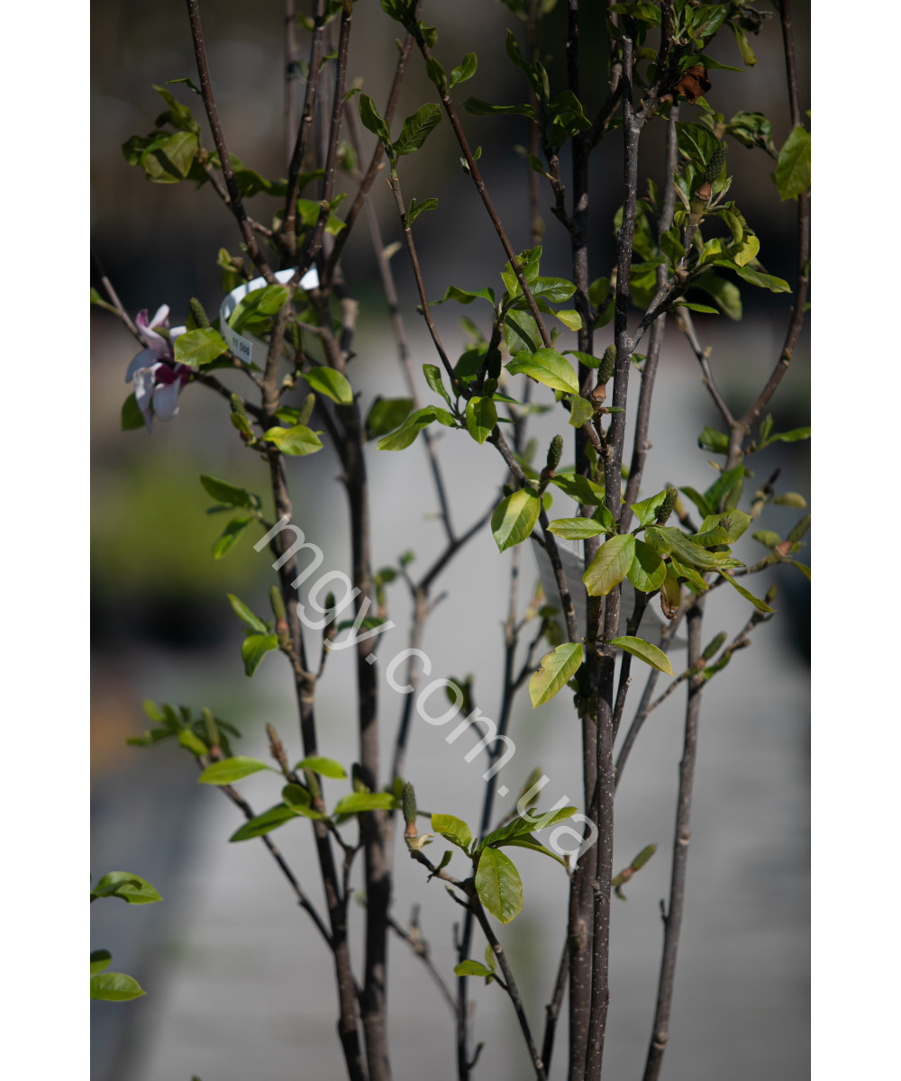 Магнолія "Старберст"(Magnolia "Starburst")