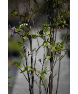 Магнолія "Старберст"(Magnolia "Starburst")