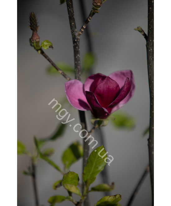 Магнолія "Джені" (Magnolia "Genie")