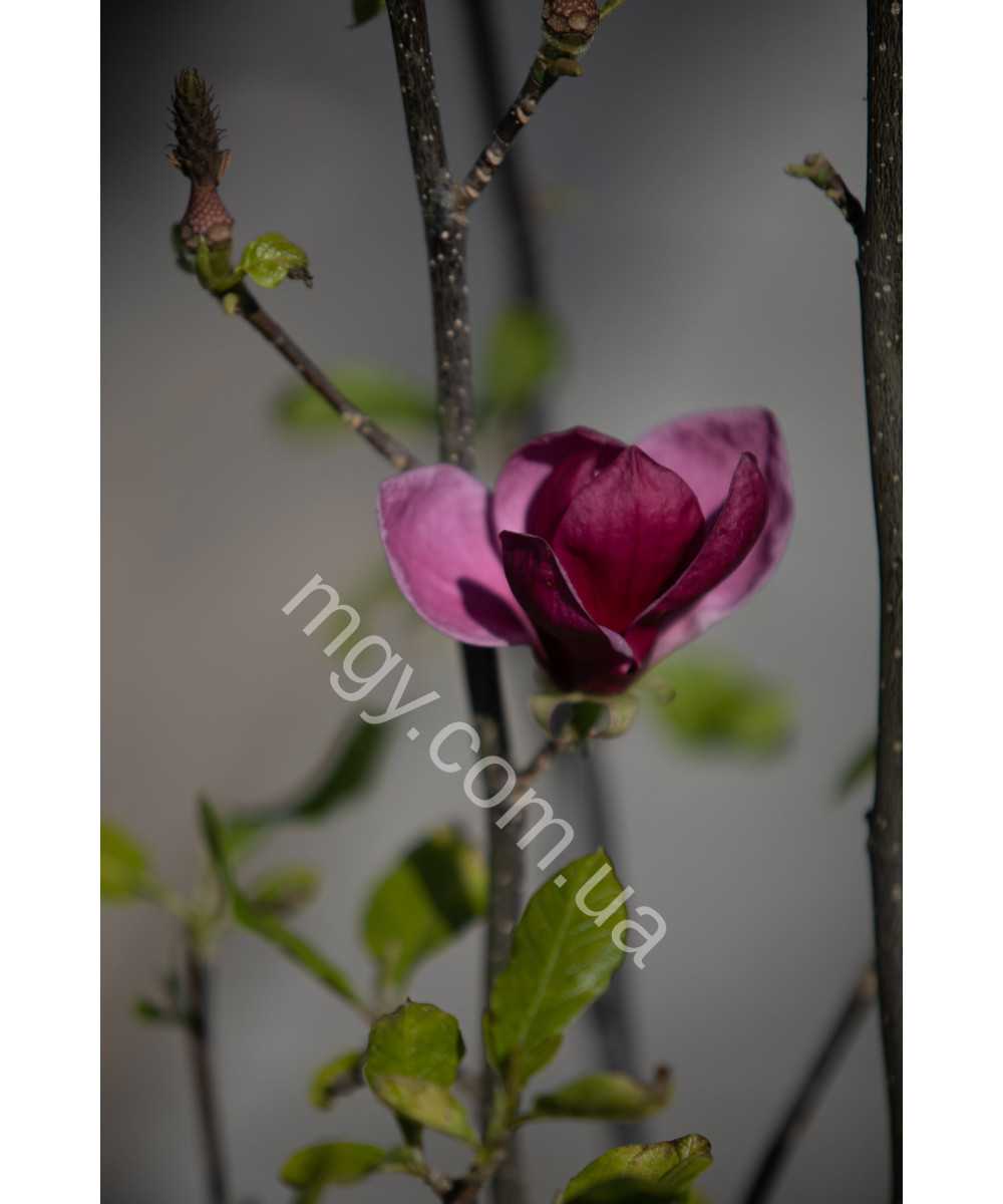 Магнолія "Джені" (Magnolia "Genie")