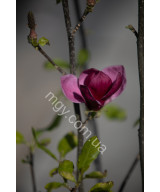 Магнолія "Джені" (Magnolia "Genie")