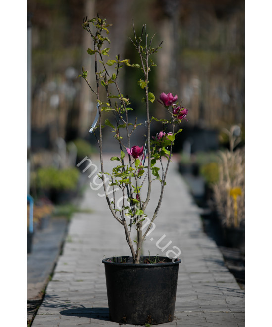 Магнолія "Джені" (Magnolia "Genie")