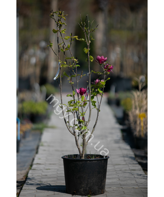 Магнолія "Джені" (Magnolia "Genie")