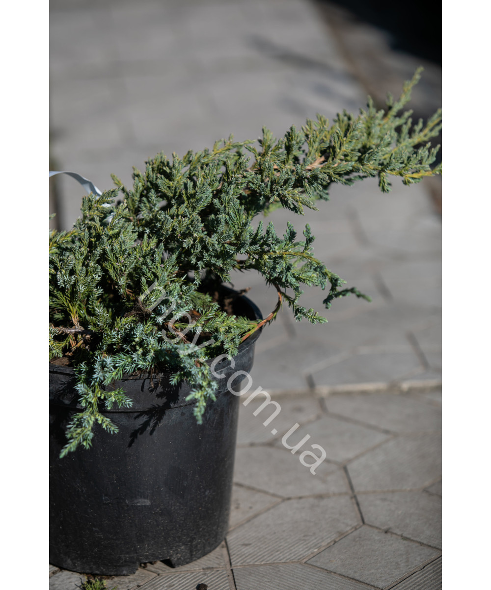 Ялівець лускатий 'Блу Карпет' (Juniperus squamata Blue Carpet)