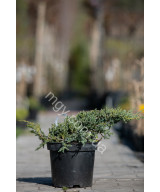 Ялівець лускатий 'Блу Карпет' (Juniperus squamata Blue Carpet)