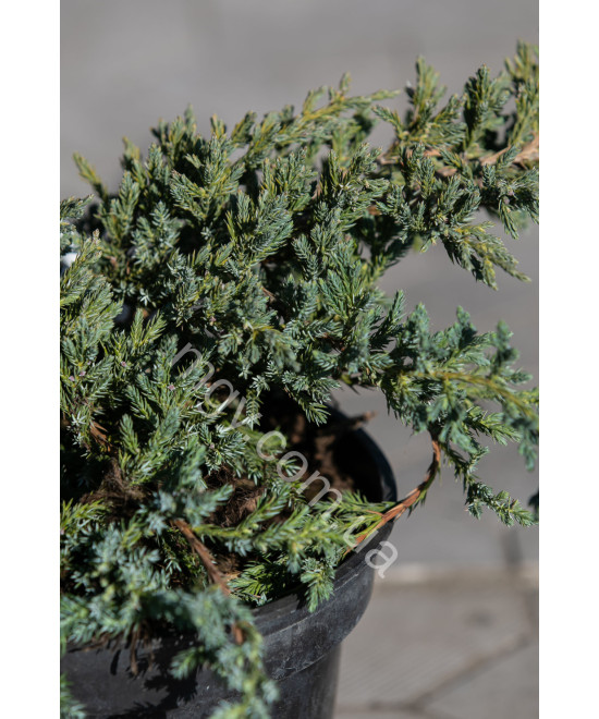 Ялівець лускатий 'Блу Карпет' (Juniperus squamata Blue Carpet)