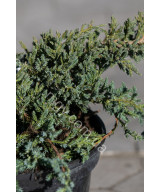 Ялівець лускатий 'Блу Карпет' (Juniperus squamata Blue Carpet)