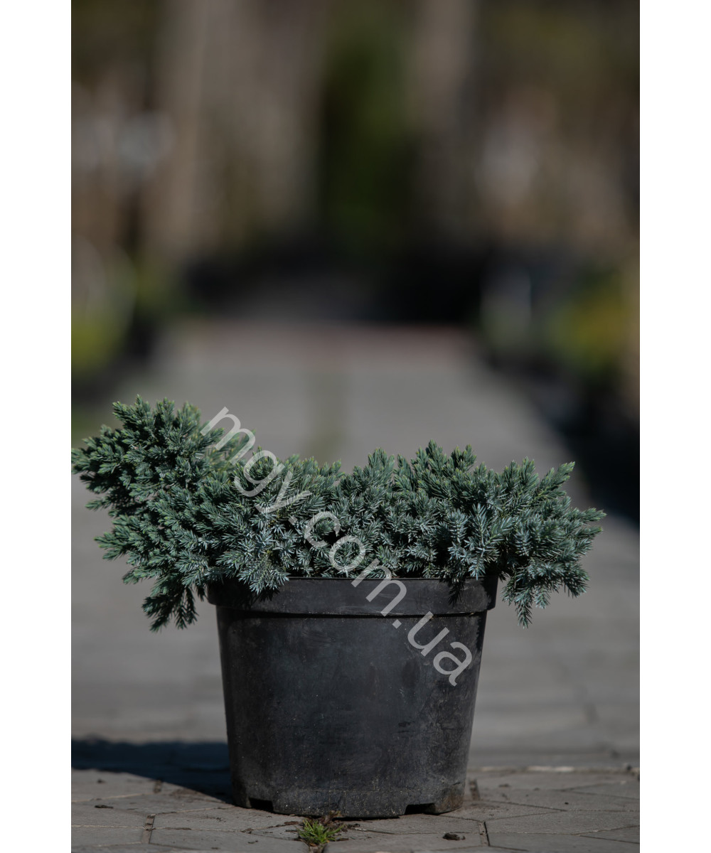 Ялівець лускатий 'Блу Стар' (Juniperus Squamata Blue Star)
