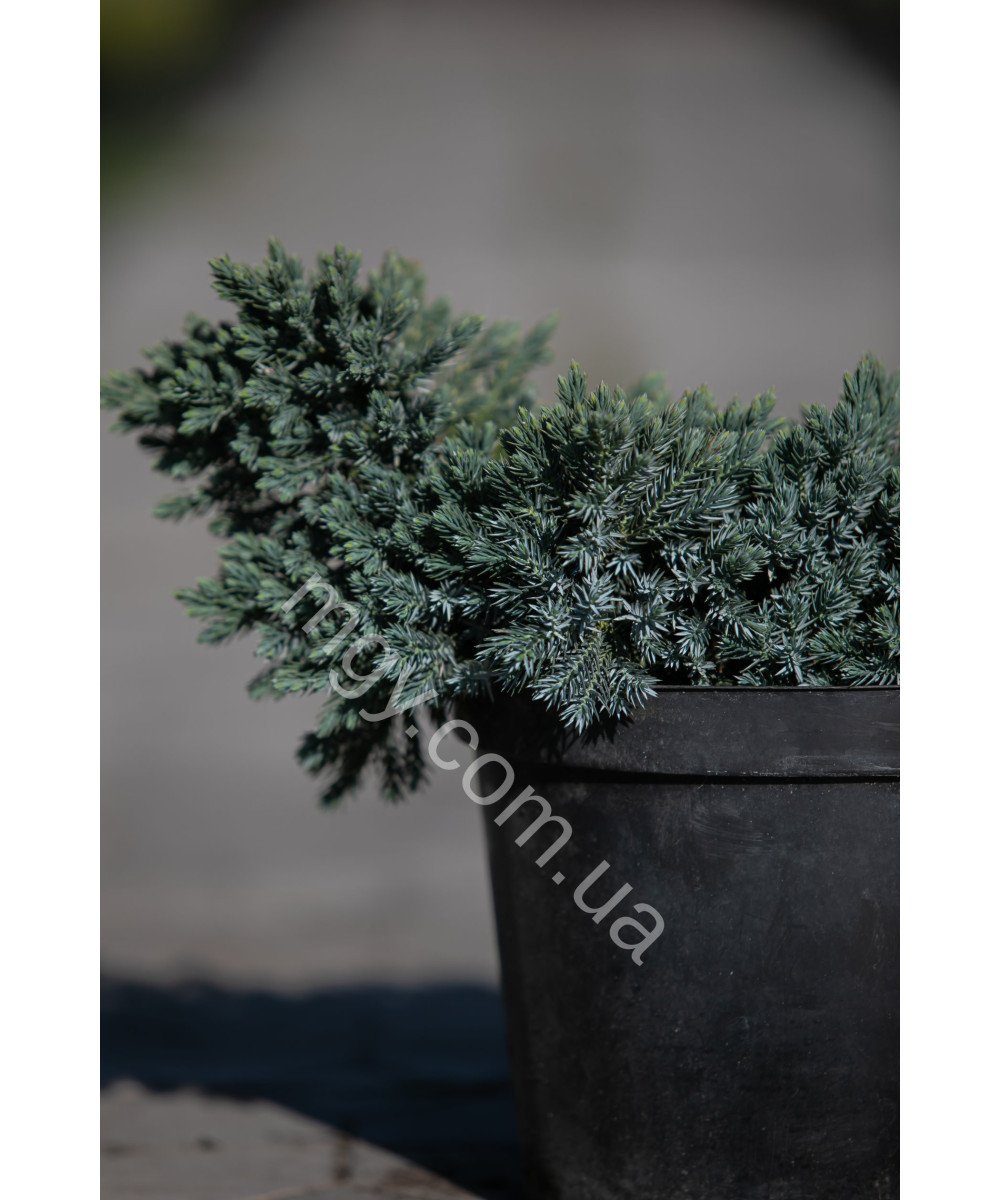 Ялівець лускатий 'Блу Стар' (Juniperus Squamata Blue Star)