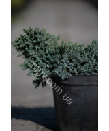 Ялівець лускатий 'Блу Стар' (Juniperus Squamata Blue Star)