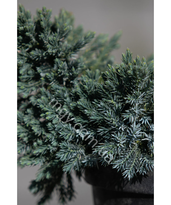 Ялівець лускатий 'Блу Стар' (Juniperus Squamata Blue Star)