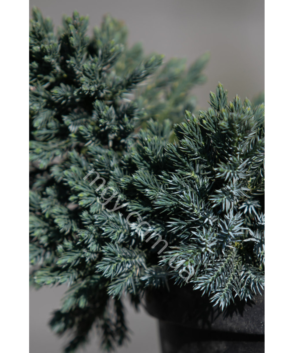 Ялівець лускатий 'Блу Стар' (Juniperus Squamata Blue Star)