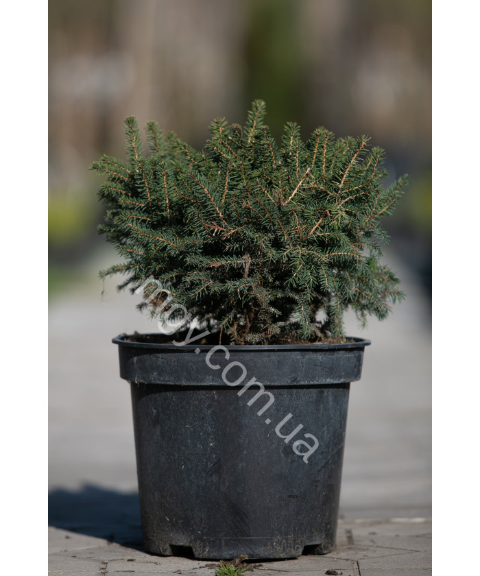 Ялина Сербська 'Карел' (Picea omorica Karel)