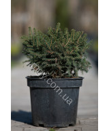 Ялина Сербська 'Карел' (Picea omorica Karel)