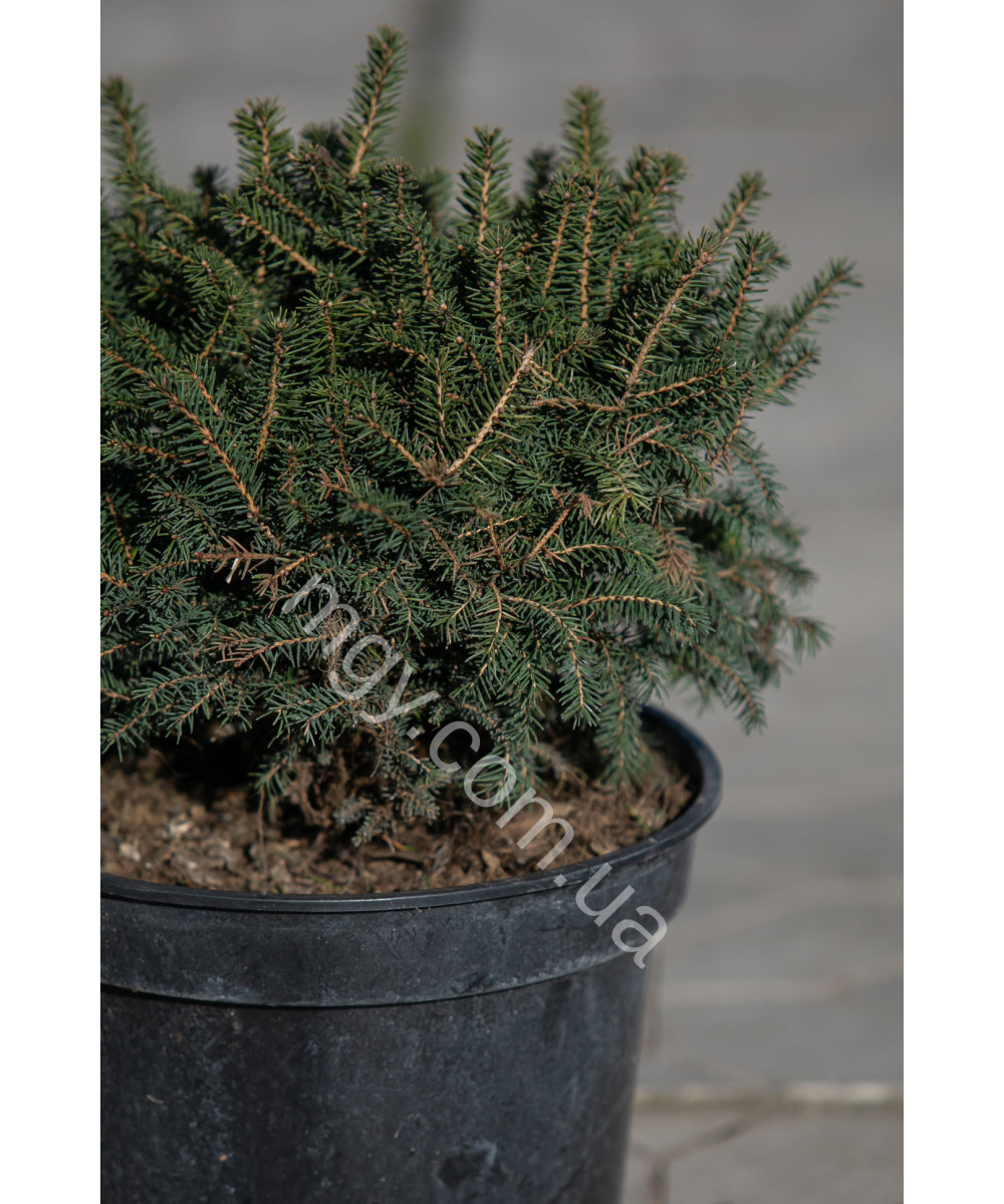 Ялина Сербська 'Карел' (Picea omorica Karel)