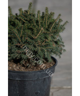 Ялина Сербська 'Карел' (Picea omorica Karel)