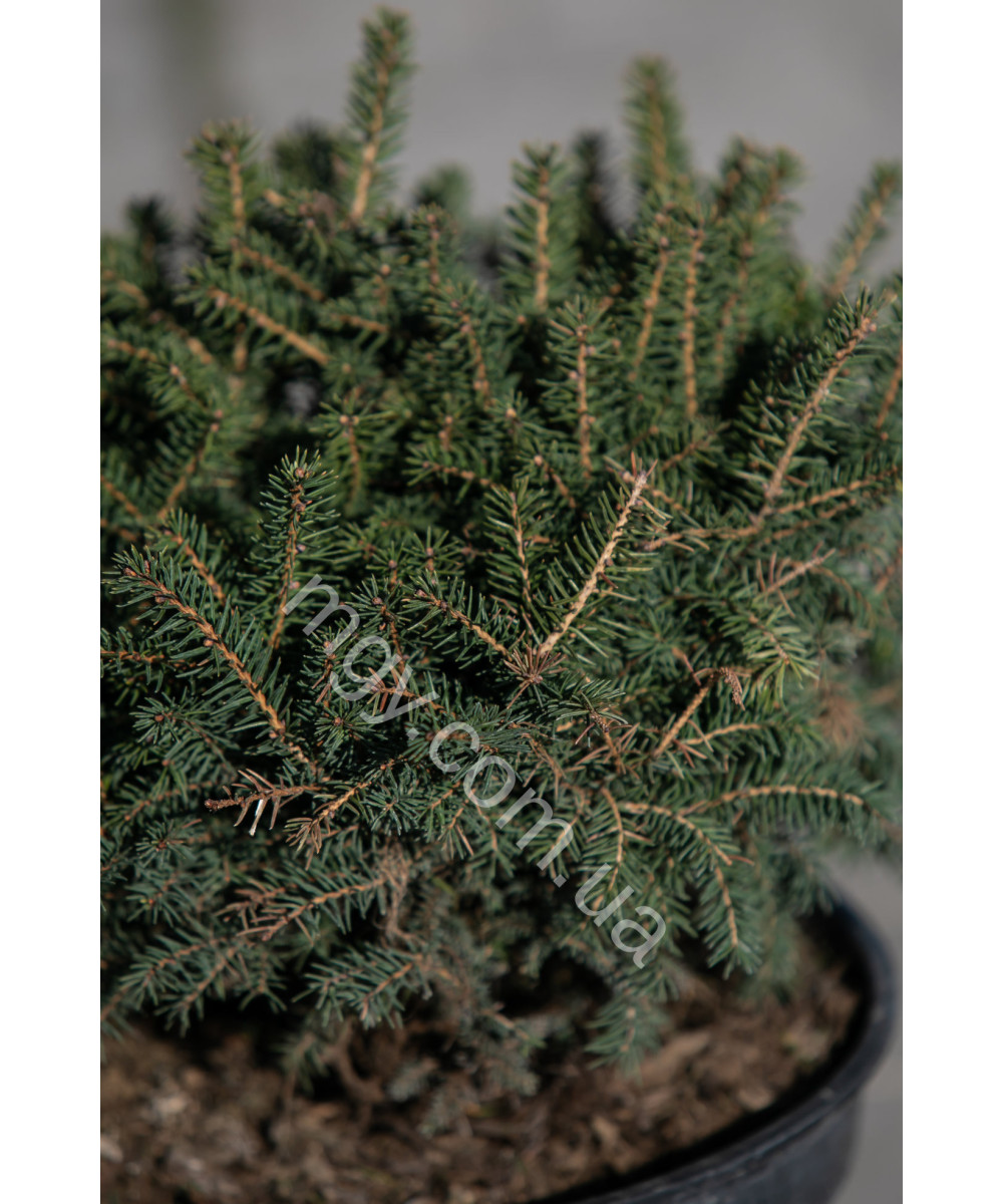 Ялина Сербська 'Карел' (Picea omorica Karel)