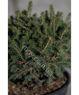 Ялина Сербська 'Карел' (Picea omorica Karel)