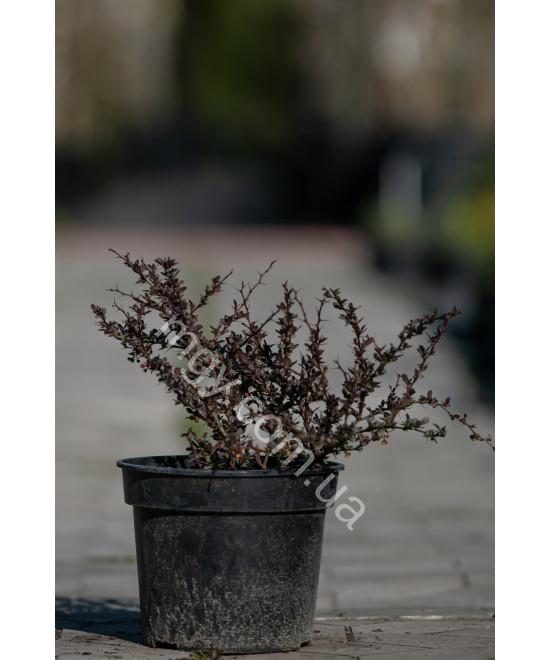 Барбарис Тунберга 'Атропурпуреа' (Berberis thunbergii Atropurpurea)