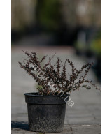 Барбарис Тунберга 'Атропурпуреа' (Berberis thunbergii Atropurpurea)
