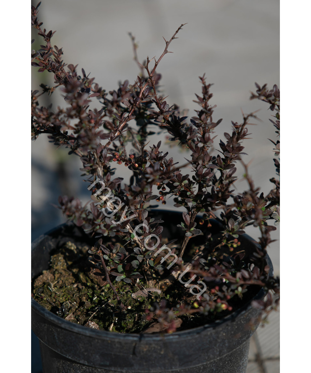 Барбарис Тунберга 'Атропурпуреа' (Berberis thunbergii Atropurpurea)