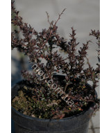 Барбарис Тунберга 'Атропурпуреа' (Berberis thunbergii Atropurpurea)