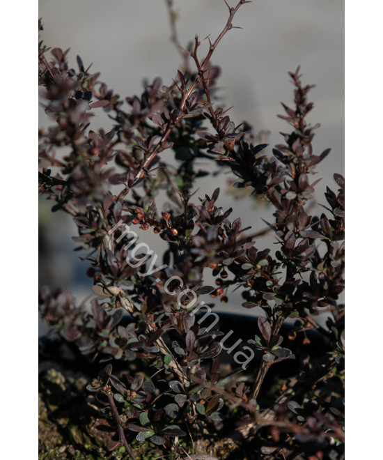 Барбарис Тунберга 'Атропурпуреа' (Berberis thunbergii Atropurpurea)