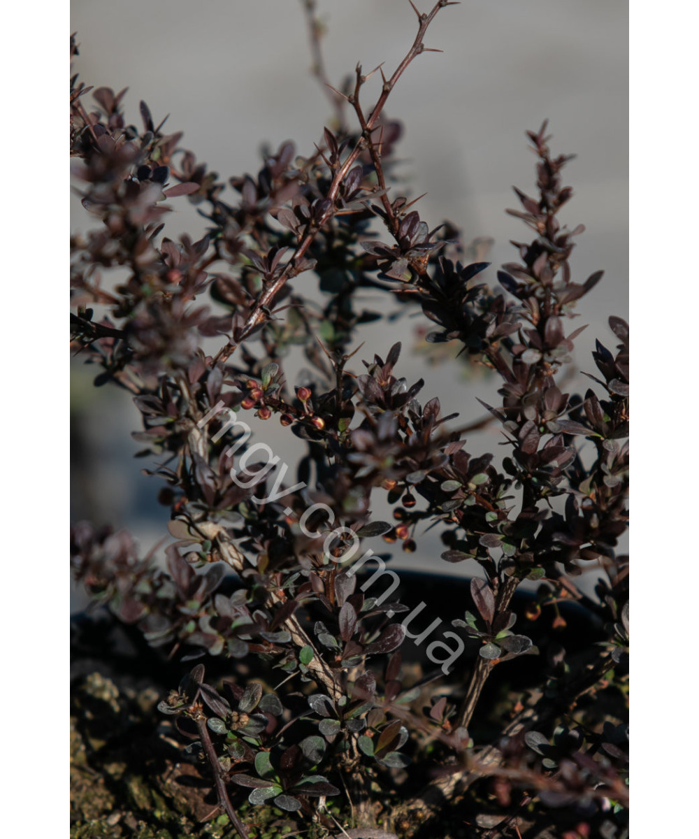 Барбарис Тунберга 'Атропурпуреа' (Berberis thunbergii Atropurpurea)